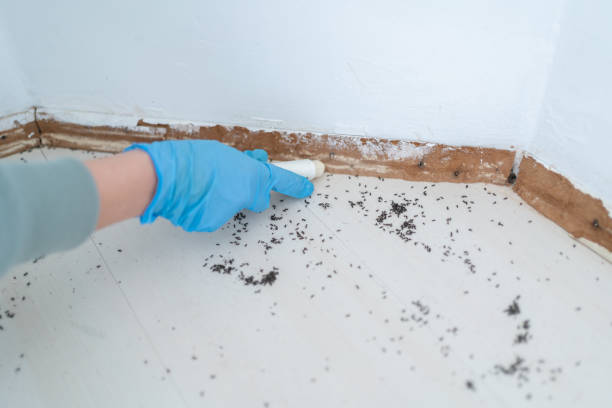 Wasp Removal Services in Loomis, CA